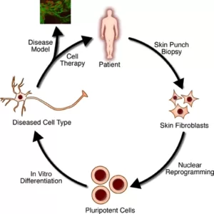 The_steps_of_regenerative_medicine.