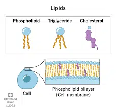 lipid